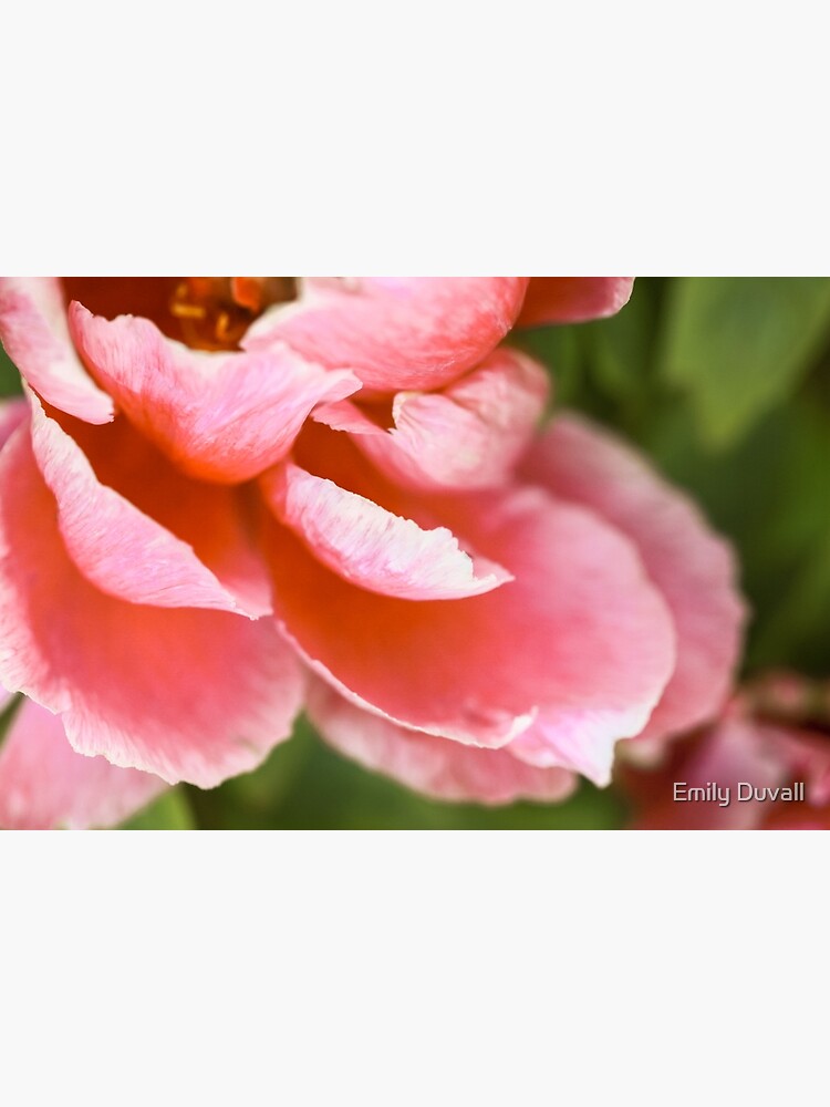 Pink Peony by PeaceAndBeauty