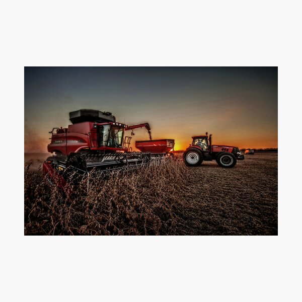 Bean Harvest at Sunset Photographic Print
