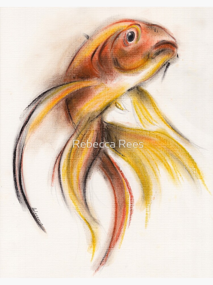 Goldie - Chalk pastel drawing of a goldfish Art Board Print for Sale by  Rebecca Rees