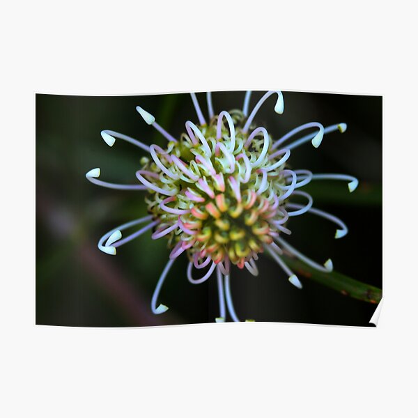 Grevillea commutata Poster