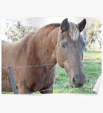 A Handsome Hairy Horse. Poster
