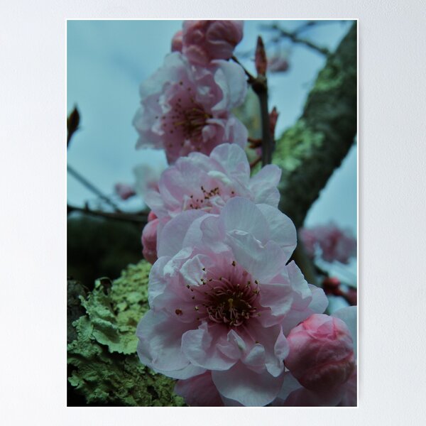 Item preview, Spring Blossoms designed and sold by TracyD.