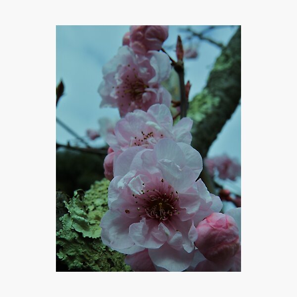 Item preview, Spring Blossoms designed and sold by TracyD.