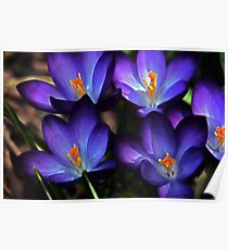 First Gift of Spring Poster