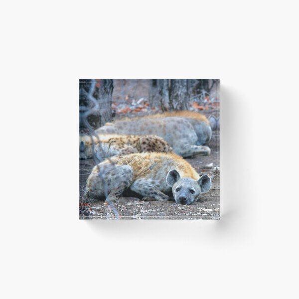Item preview, HAPPY and well fed  HYENA'S - Crocuta crocuta designed and sold by Magriet Meintjes.