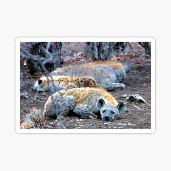 HAPPY and well fed HYENA'S - Crocuta crocuta Sticker