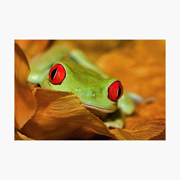 Red Eyed Tree Frog Photographic Print