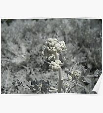 Snowy Plant Poster