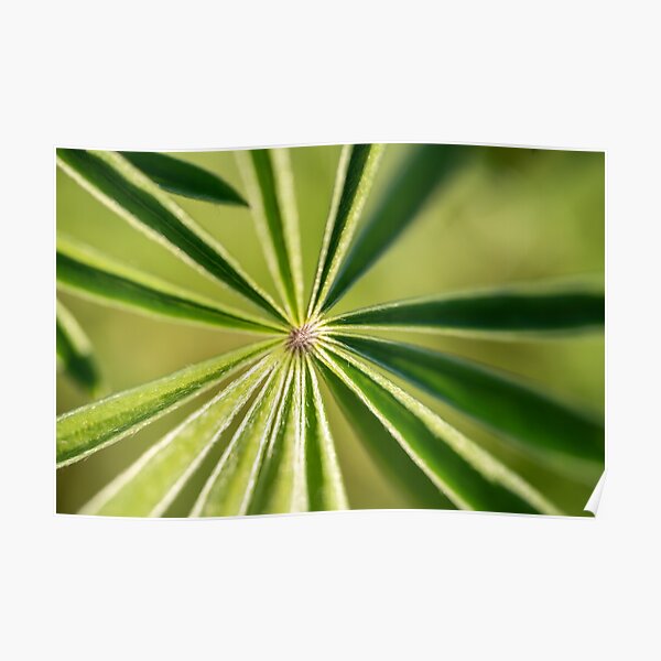 Lupine Leaves Poster