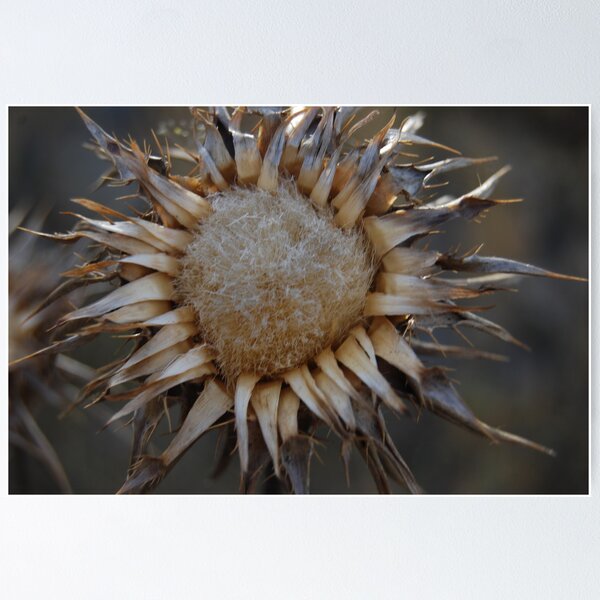 Item preview, dead sunflower  designed and sold by Samuel Green.