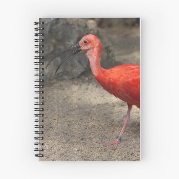 Item preview, Eudocimus ruber designed and sold by Mythos57.