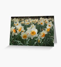 White Daffodils Greeting Card