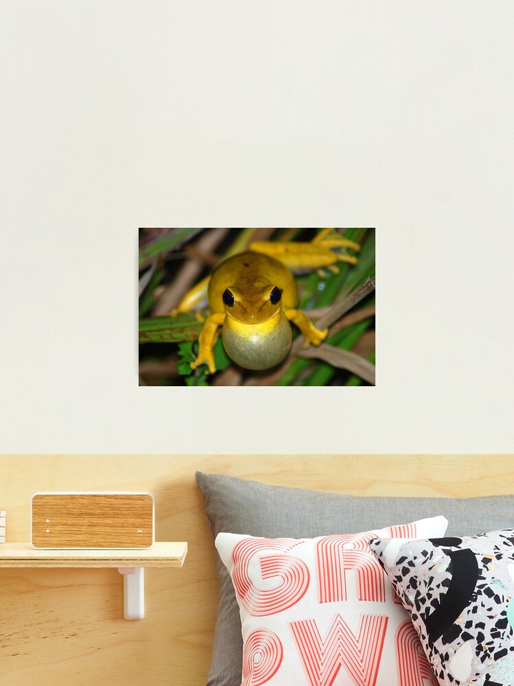 Chaco Treefrog Hyla raniceps Bolivia Photographic Print