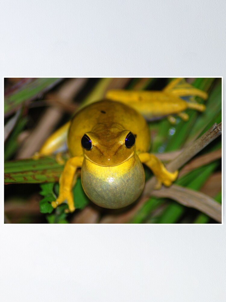 Chaco Treefrog Hyla raniceps Bolivia