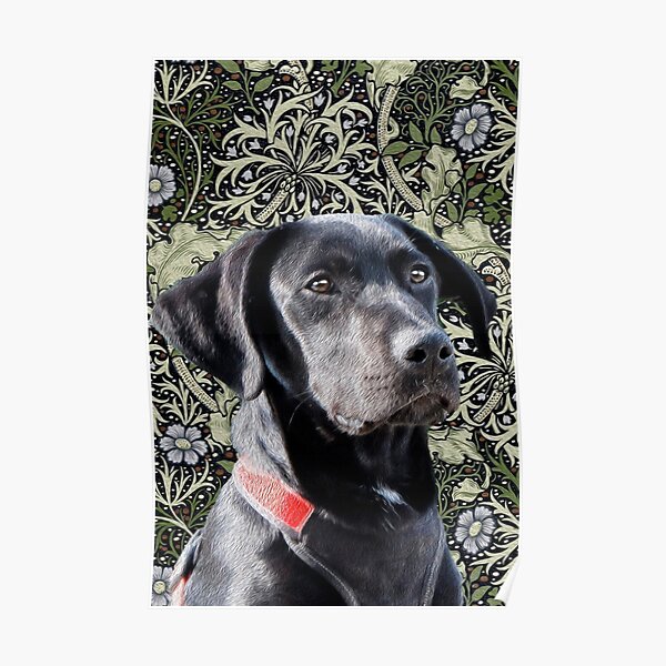 Morris - Blacky against the wall ! - The Chouchoukes Poster