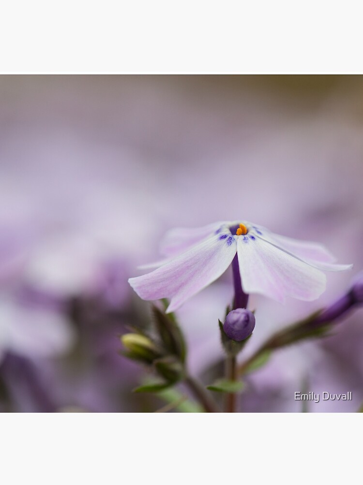 Lavender Spring Flowers by PeaceAndBeauty