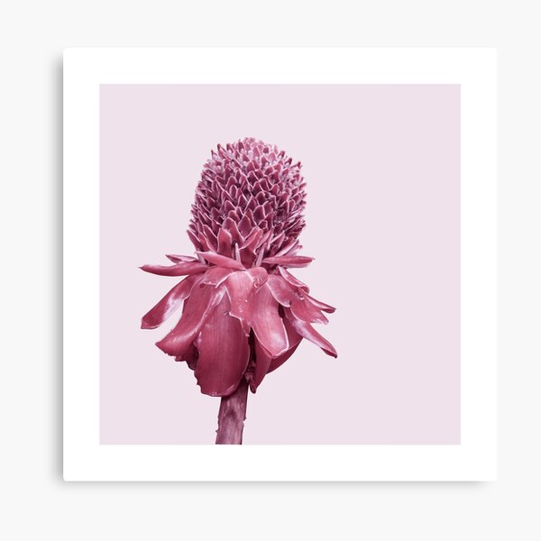 Monochrome - Banana blossom Canvas Print