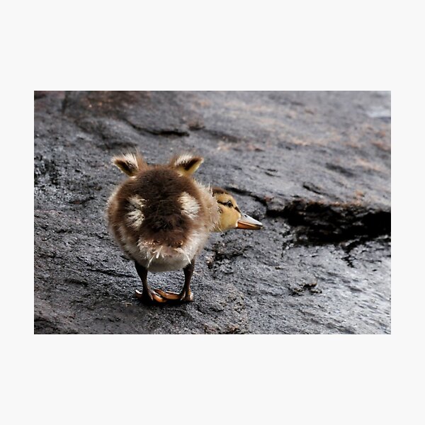 Big Stretch Photographic Print