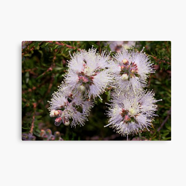 Item preview, Melaleuca sieberi designed and sold by andrachne.