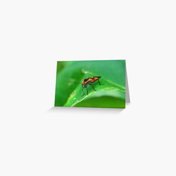 Milkweed Beetle Greeting Card
