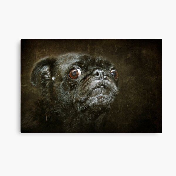 Pug Canvas Print