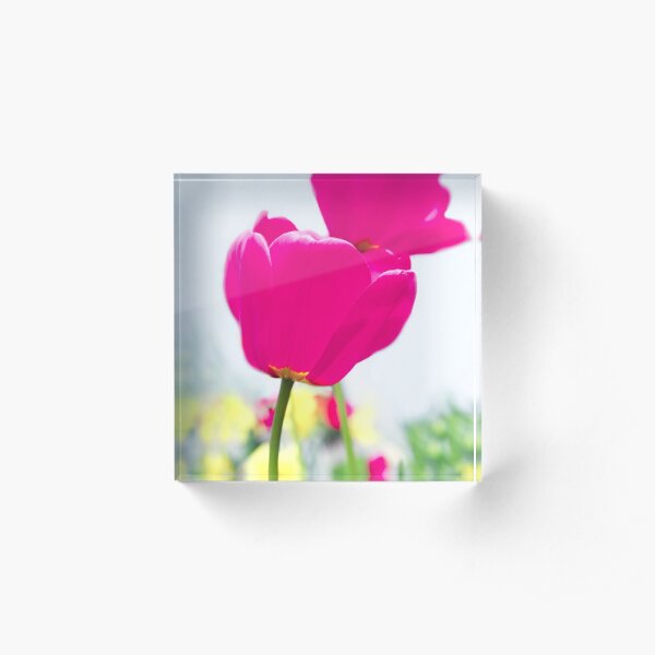 Hot Pink Prelude Acrylic Block