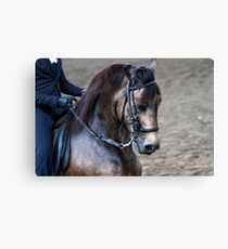 Paso Fino Show Horse Canvas Print
