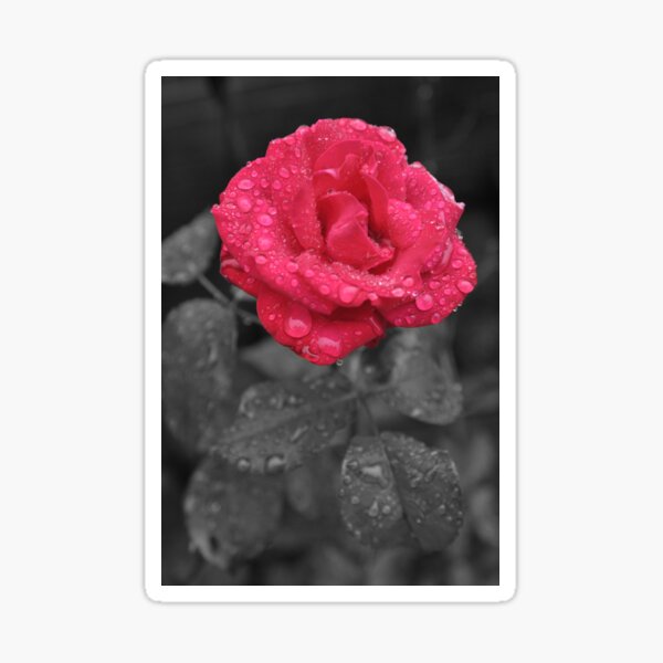 Item preview, Red Rose After the Rain designed and sold by Ristenbatt Creative.