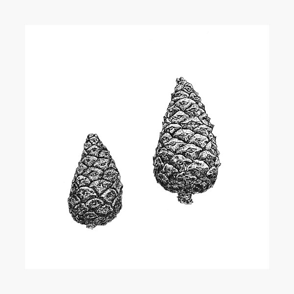 Item preview, Pine cones (Pinus brutia var. pityusa) designed and sold by Aleksandra Kabakova.