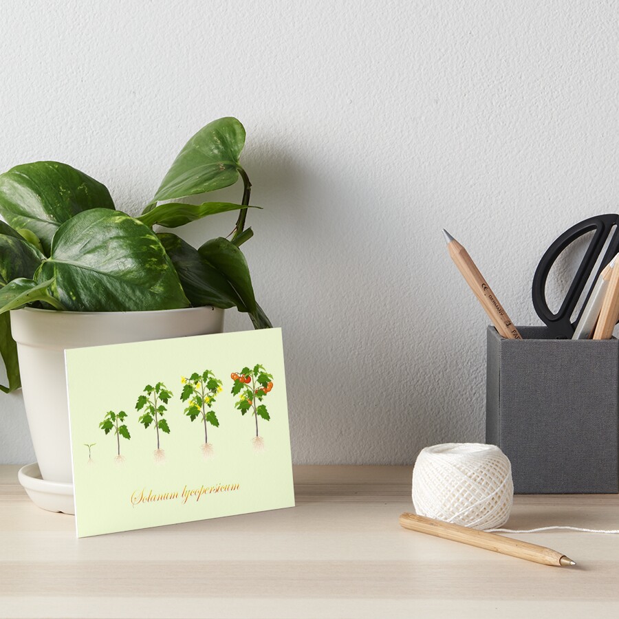 Solanum lycopersicum development Art Board Print