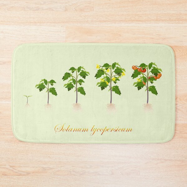 Item preview, Solanum lycopersicum development  designed and sold by thevexedmuddler.