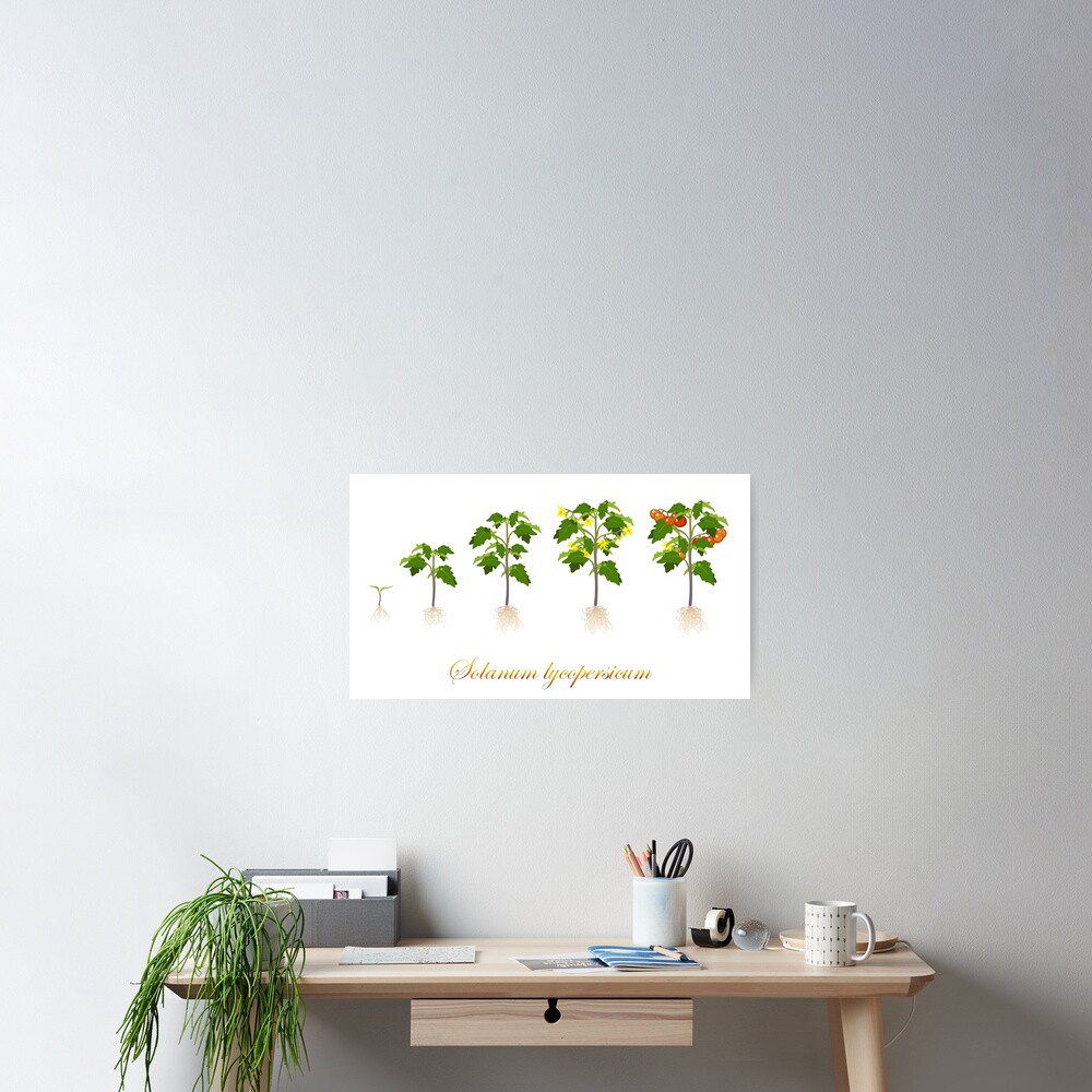 Solanum lycopersicum development Poster