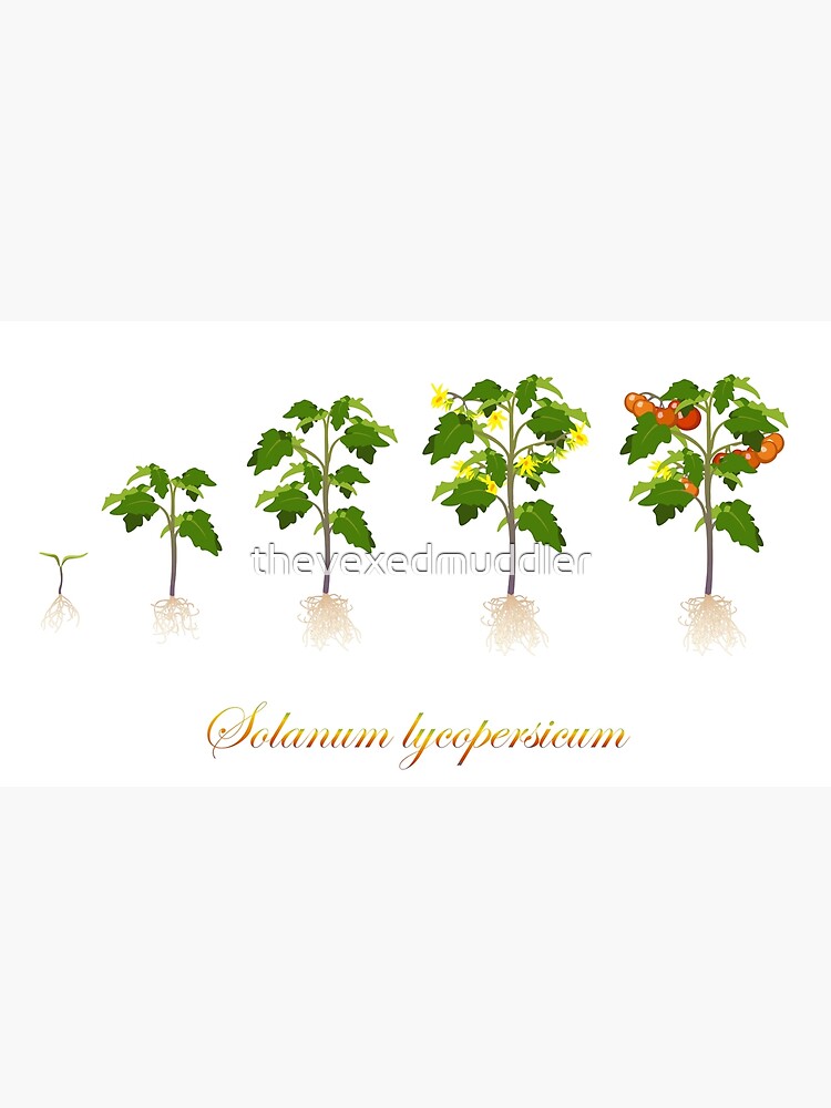 Solanum lycopersicum development by thevexedmuddler