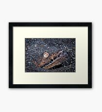 Stargazer Snake Eel - Lembeh Strait Framed Print