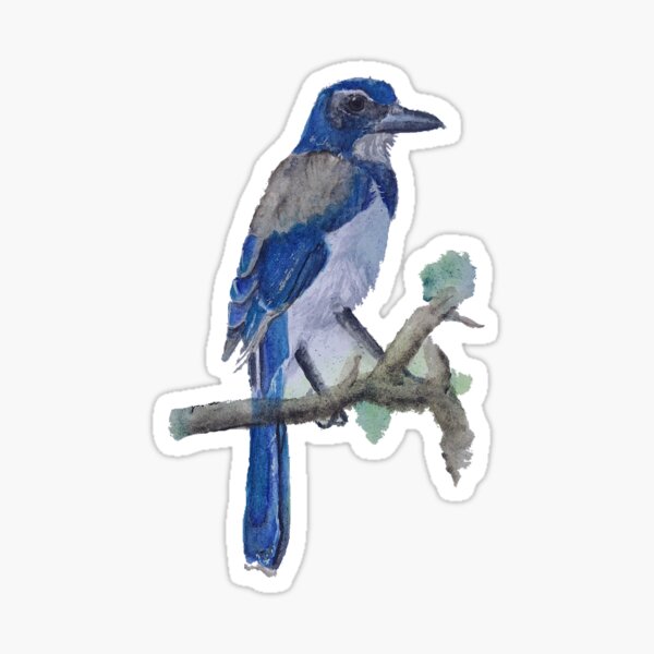  California Blue Jay Anime Baby Bird Lover Nature Enthusiast T- Shirt : Clothing, Shoes & Jewelry