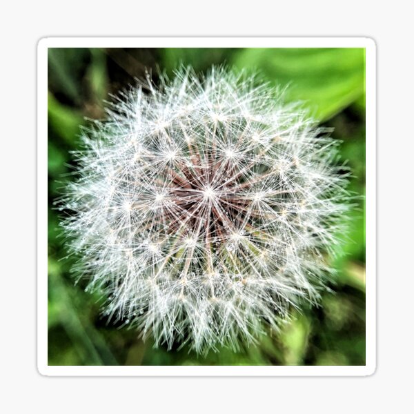 Wisher full of wishes Sticker