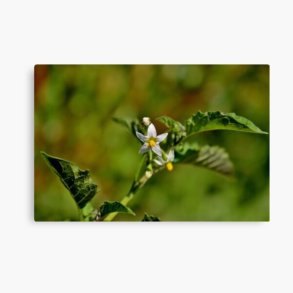 Eastern Black Nightshade Canvas Print
