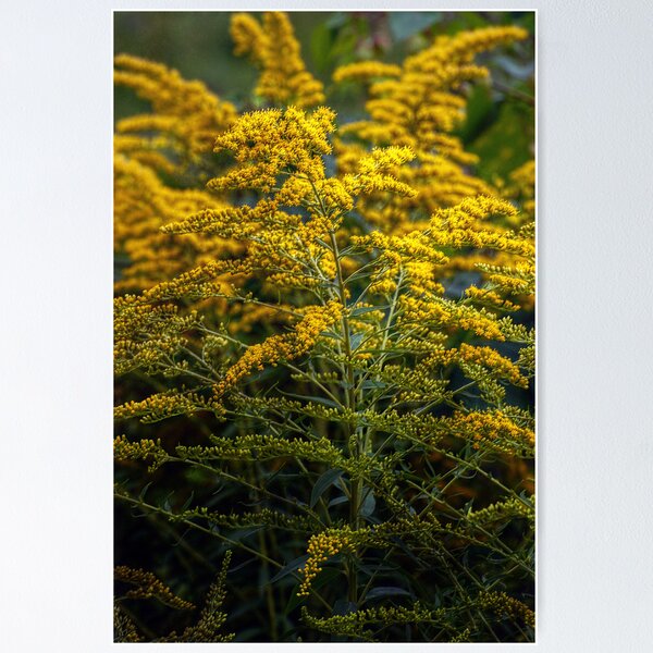 Item preview, Yellow Wild Flowers designed and sold by Antanas.