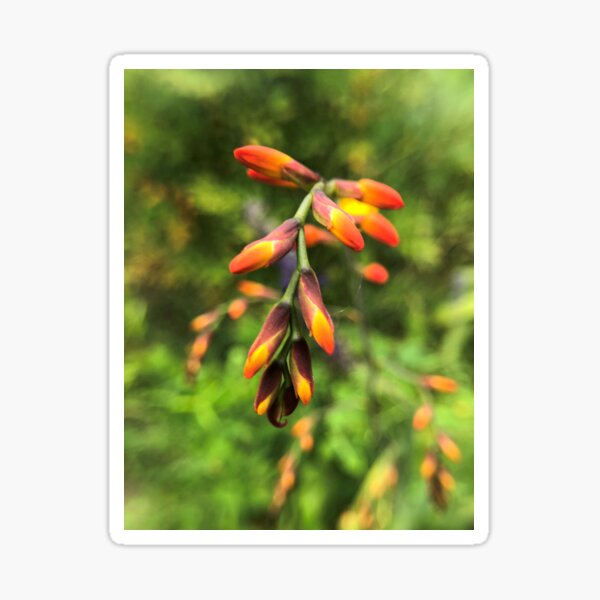 Coppertips, orange spray of flower buds Sticker