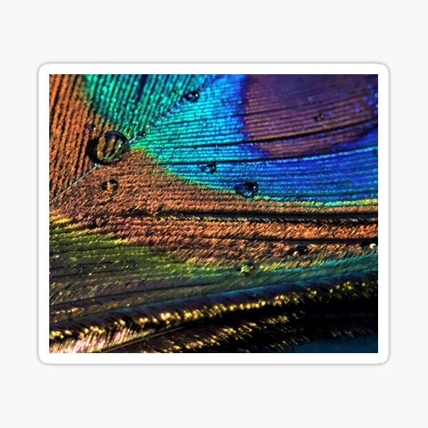 peacock feather with waterdrop Sticker