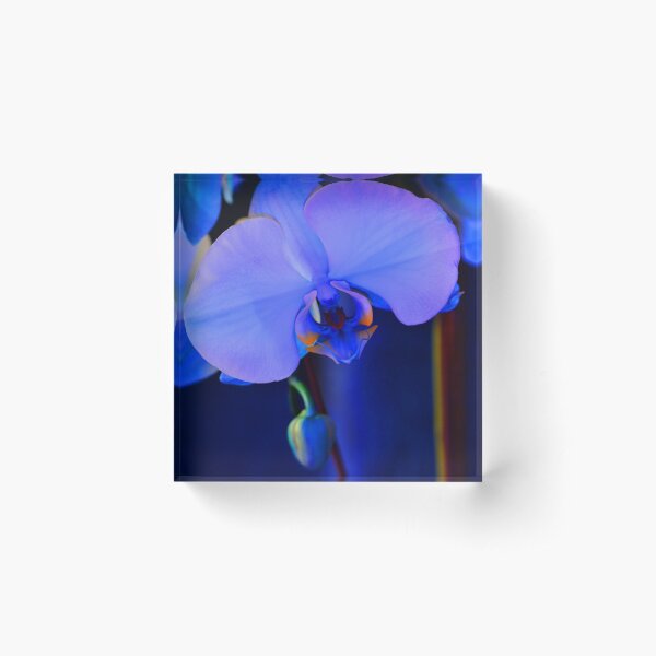 Blue Orchid Orchid Plant