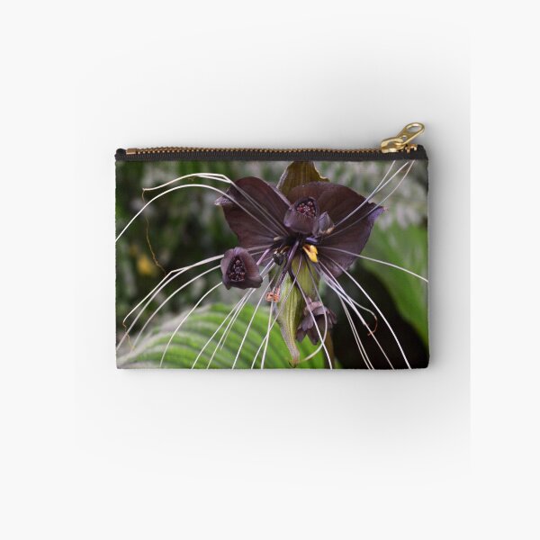 Item preview, Tacca chantrieri designed and sold by Matsumoto.
