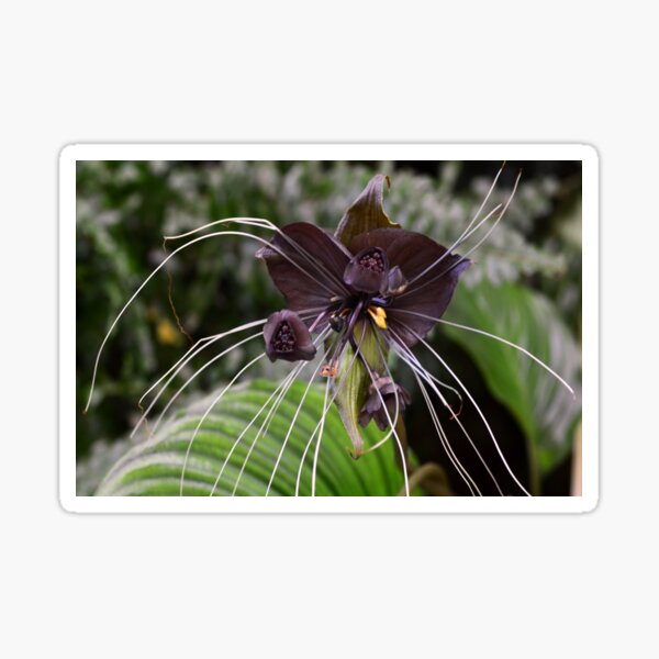 Tacca chantrieri's - Black Bat plant Sticker