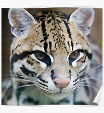 Ocelot Poster