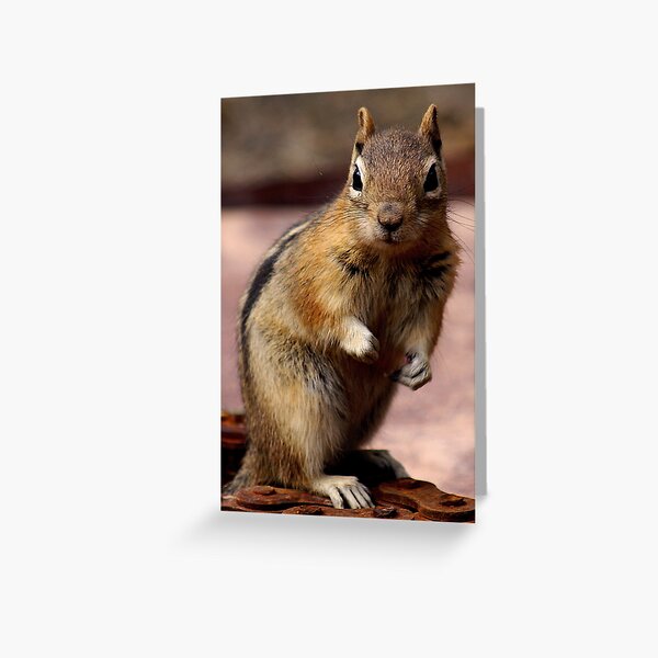 Jasper Giving You His Full Attention Greeting Card