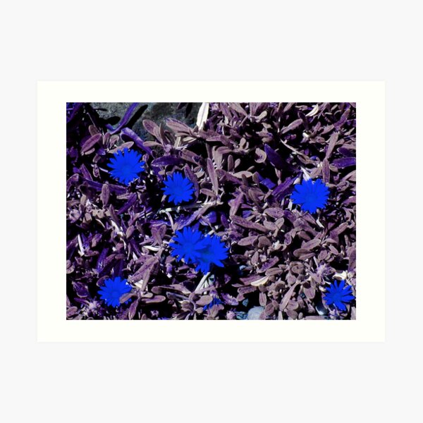 Blue Petals Art Print