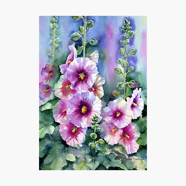Hollyhocks Photographic Print
