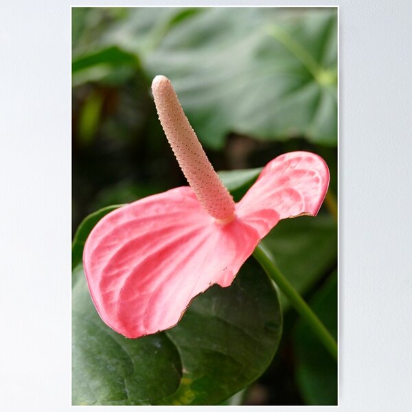 Item preview, Pink Anthurium designed and sold by jaynerushton.