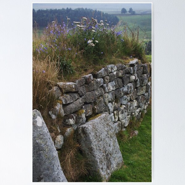 Item preview, Wildflowers on Hadrian's Wall designed and sold by rualexa.