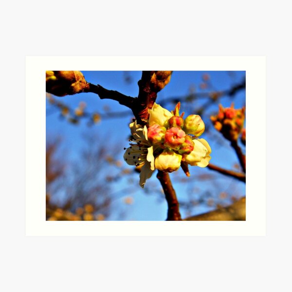 Pear Blossoms Art Print